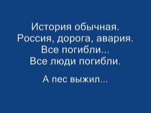 TOMSK.FM :: пес который ждал хозяина 7 лет после аварии