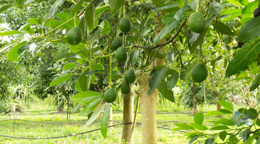 avocado-1