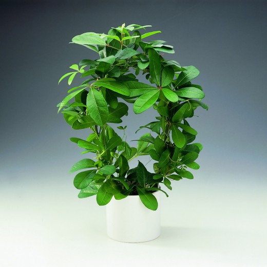 Роициссус пальчатый (Rhoicissus digitata) Роициссус пальчатый (Rhoicissus digitata)