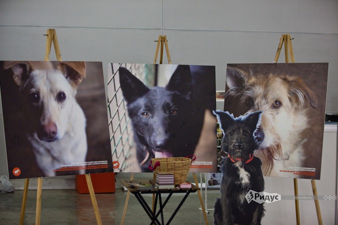 Выставка собак «Россия».
