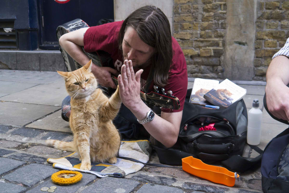 Как бездомные музыкант и кот изменили жизнь друг друга коты, люди и животные