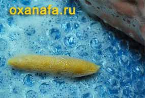 валяние из шерсти пестика валяние из шерсти пестика