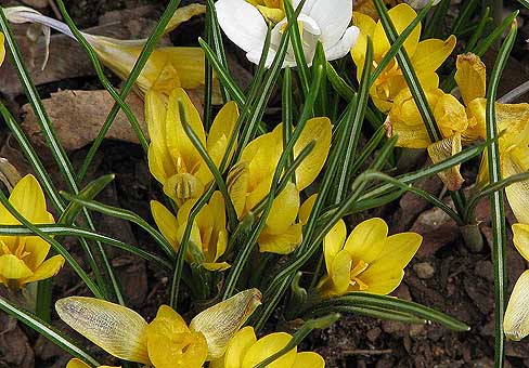 Крокус, шафран (Crocus) Крокус, шафран (Crocus)