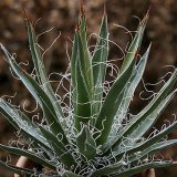 Агава нитеносная - Agave filifera