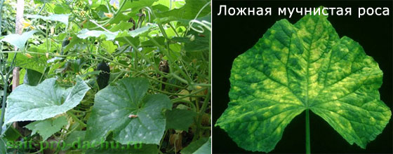 bolesni-ogurcov2-2 (560x220, 46Kb)