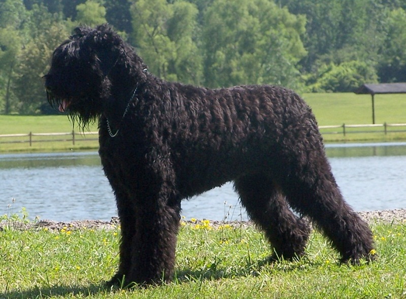 породы собак больших размеров: Русский чёрный терьер. фото