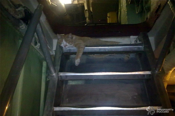 Корабельные коты: суровые и пушистые корабли, коты, кошки, флот