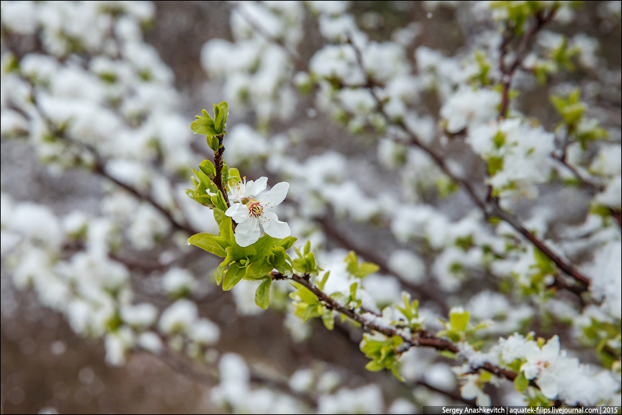 Крым. Цветы. Снег