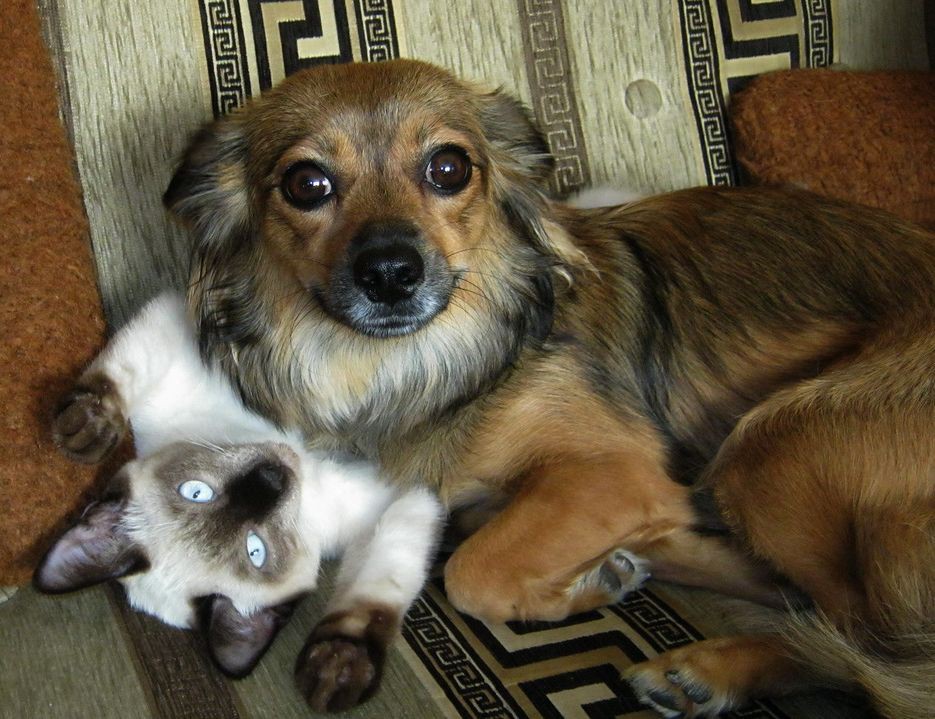 Кошки - самые лучшие друзья собак кошки, собаки