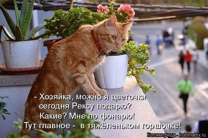 Лучшие котоматрицы недели