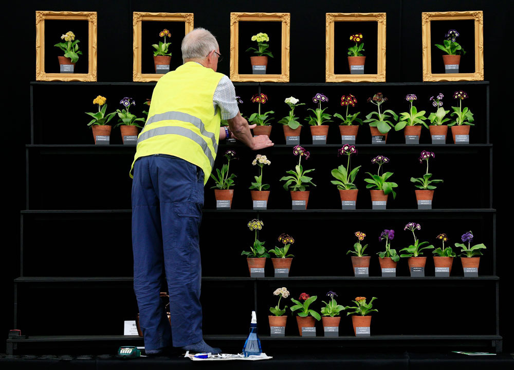 Впечатляющие фото с Chelsea Flower Show 2015