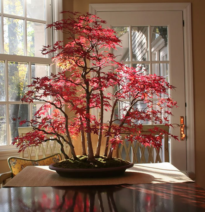 arboles-de-bonsai-impresionantes-12
