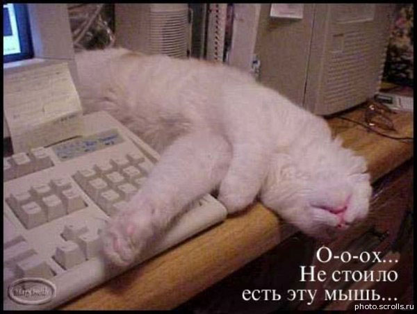 Смешные кошки