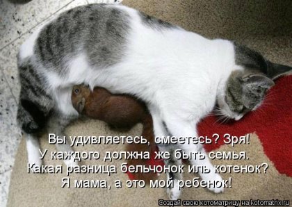 Котоматрица