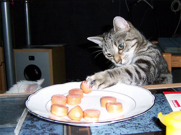 20 котов, которые пытались что-то украсть 20 котов, которые пытались что-то украсть