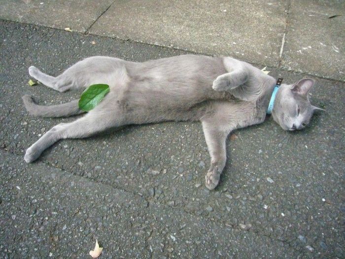 Смешные и просто красивые фотографии кошек (136 фото)