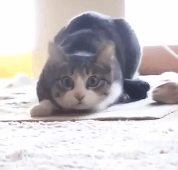 Мы в восторге от котов, потому что… Мы в восторге от котов, потому что…
