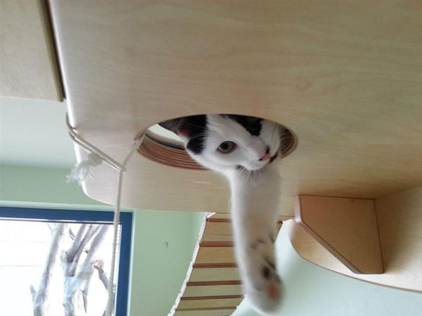 Просторный кошкин дом