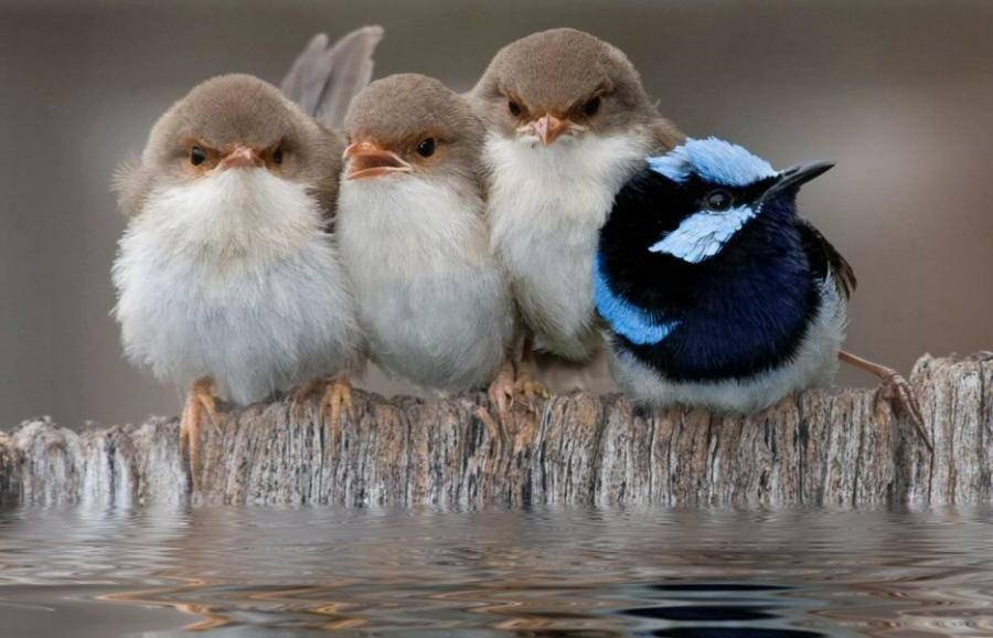 забавные фотографии животных