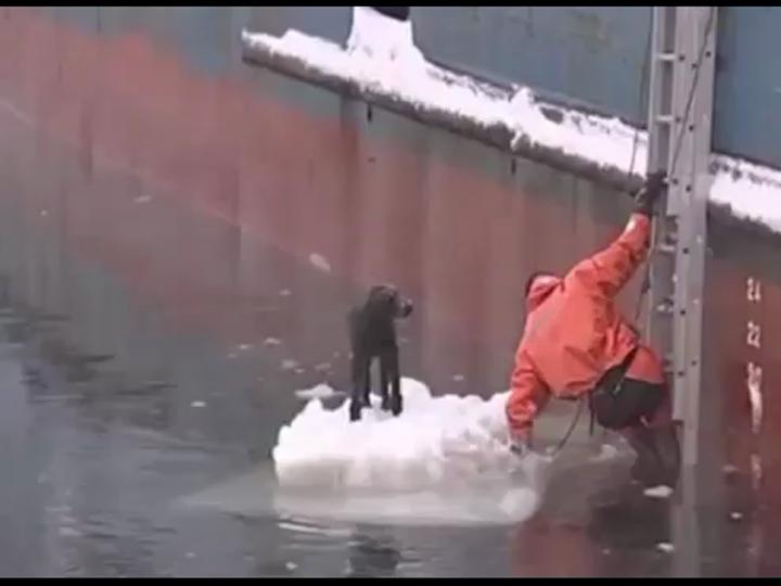 В Охотском море спасли собаку VK