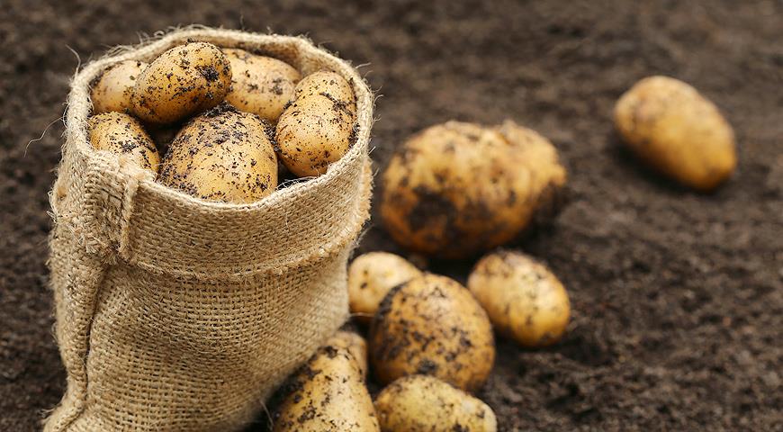 Зачем в Россию везут картофель из Бангладеш? Зачем в Россию везут картофель из Бангладеш?
