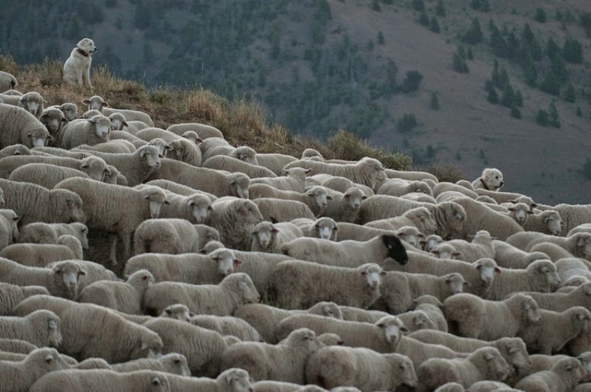 terraoko 2015012702 4 Праздник Трейлинг овец в Айдахо.