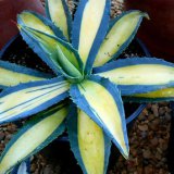 Агава американская украшенная - Agave americana var. mediopicta