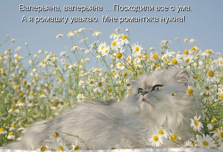 Котоматрица (81 фото)