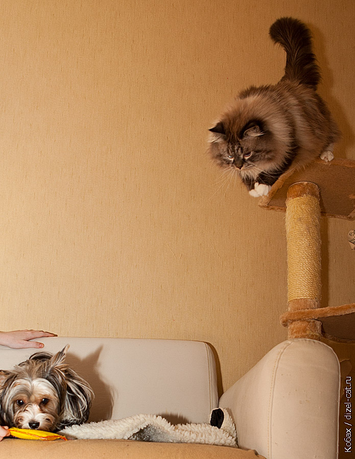 истории про кота