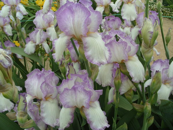 Ирис цветок фото сорта Ирис цветок фото сорта