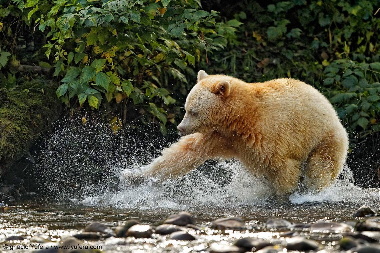 Белый не белый медведь животные, медведь, природа