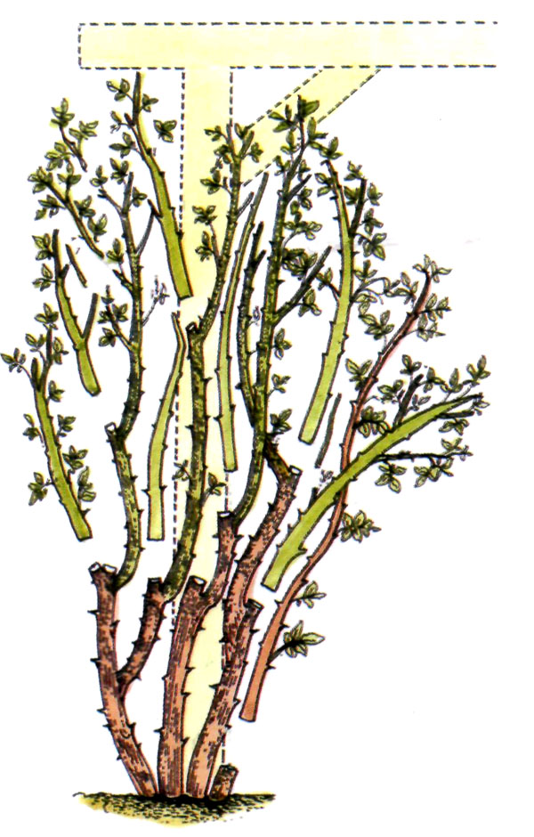obrezka-pletynistih-roz