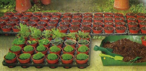 kakie_cvety_luchshe_seyat_na_rassadu_v_marte