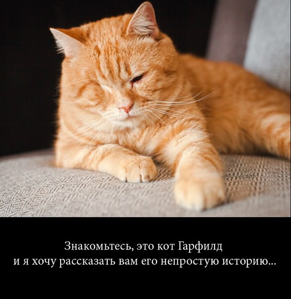 Котик Гарфилд добро, животные