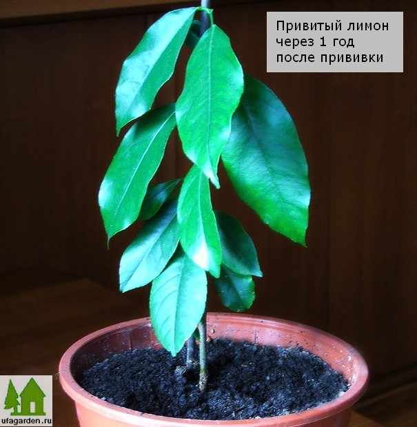 Как привить лимон Как привить лимон