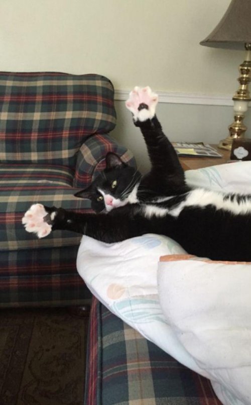 Котики и кошечки, которые вызовут у вас улыбку (29 фото) Котики и кошечки, которые вызовут у вас улыбку (29 фото)