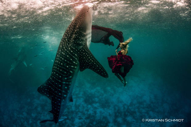 Удивительная подводная фотосессия с китовыми акулами