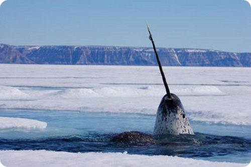 30 Самых необычных существ планеты