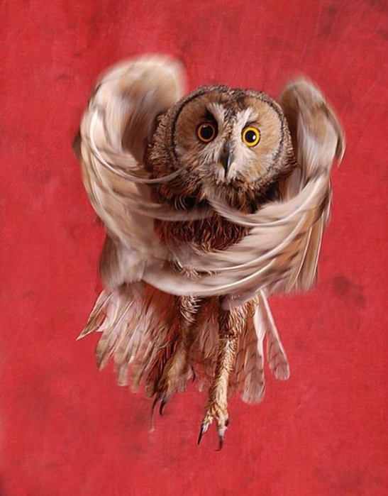 photo_zabavnie_ptitsy_24 (547x700, 335Kb)