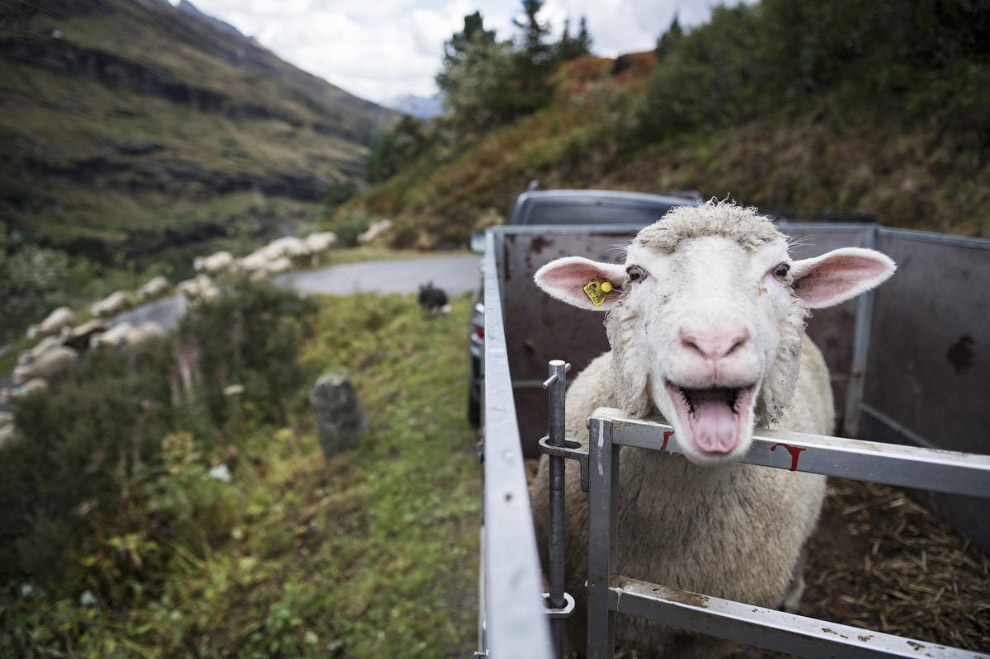 Веселая поездка. овца в кузове прицепа в Швейцарии