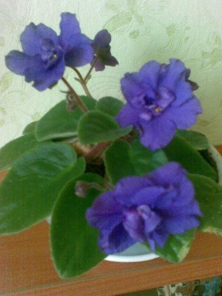 Мой райский цветник Мой райский цветник