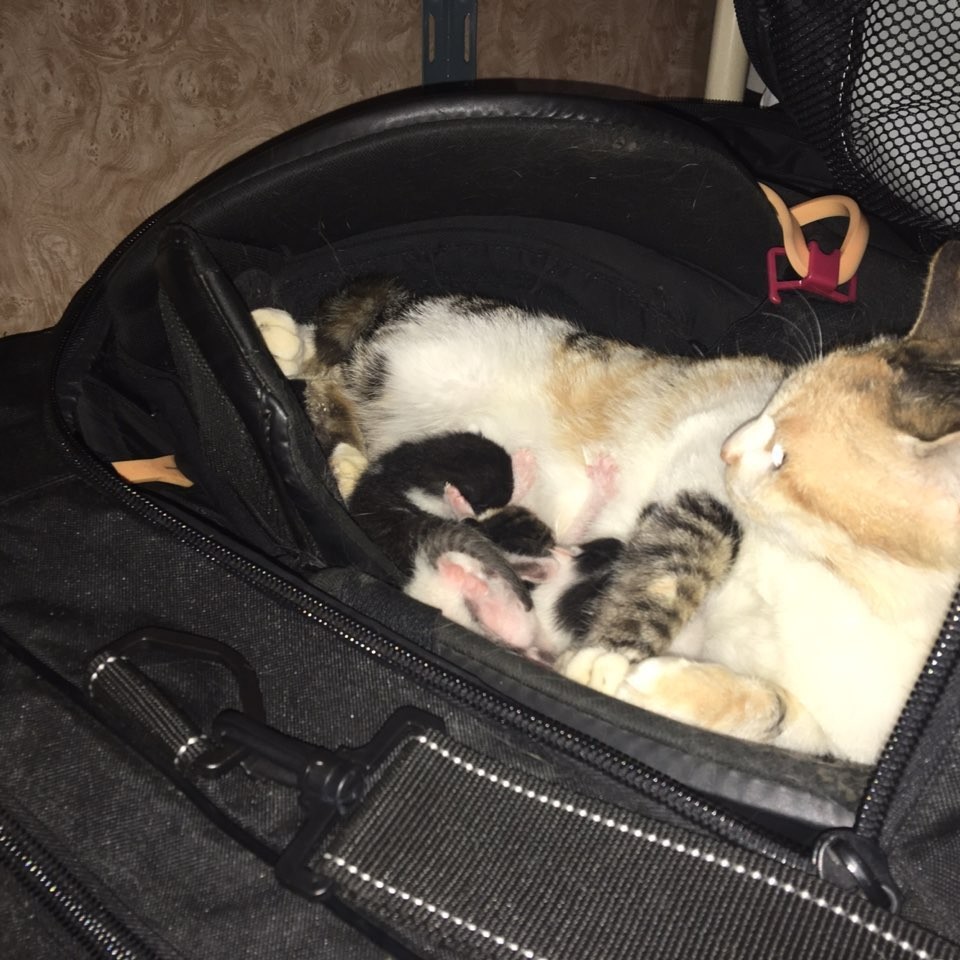 Без кота и жизнь не та