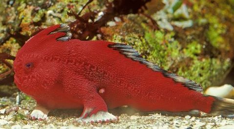 Handfish