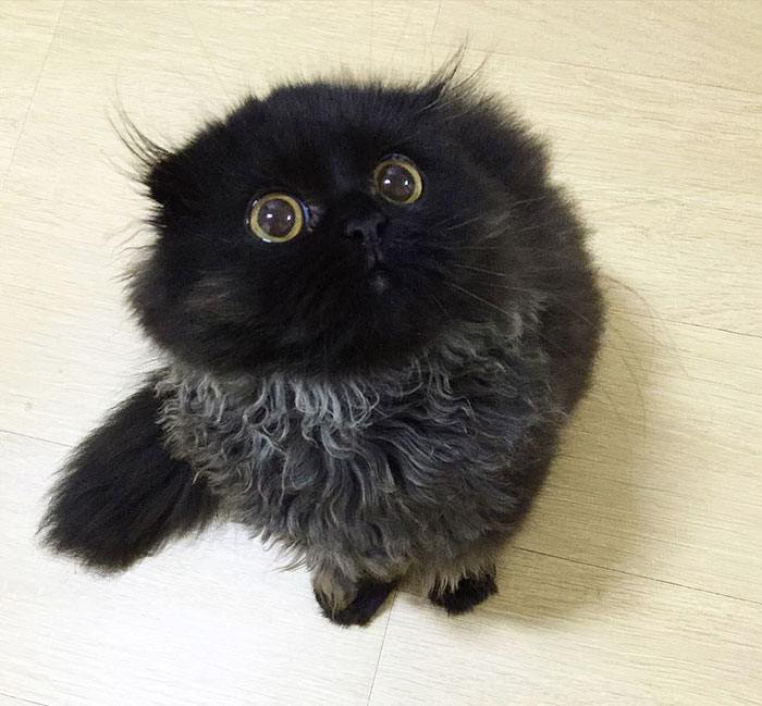 Необычный кот Гимо с милыми глазами, которого невозможно забыть