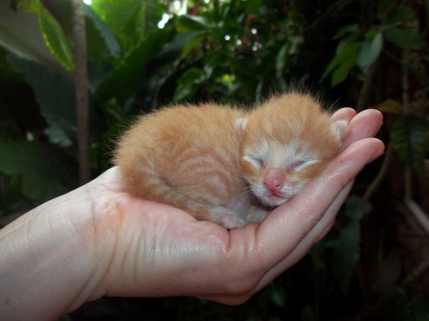 24. Котёнок на ладони 24. Котёнок на ладони детеныши, животные, милота