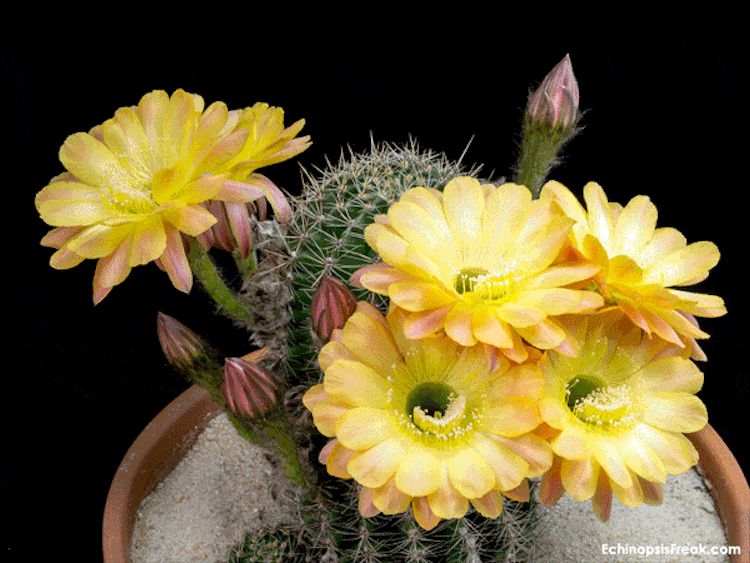 echinopsis-bloom-time-lapse-videos-greg-krehel-2.gif echinopsis-bloom-time-lapse-videos-greg-krehel-2.gif