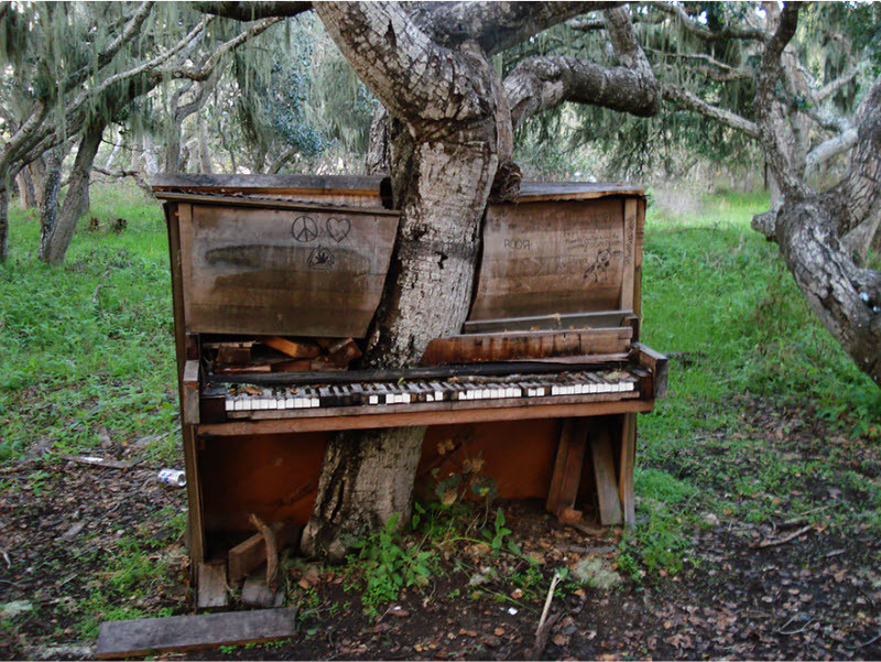Дерево-пианино, Калифорния. интересное, природа, фото