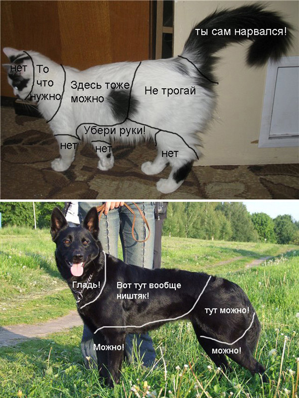 Кошки и собаки. Враги или друзья? животные, коты, кошки и собаки, прикол