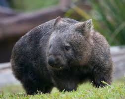 На изображении северный вомбат один из вымитрающих видов животных