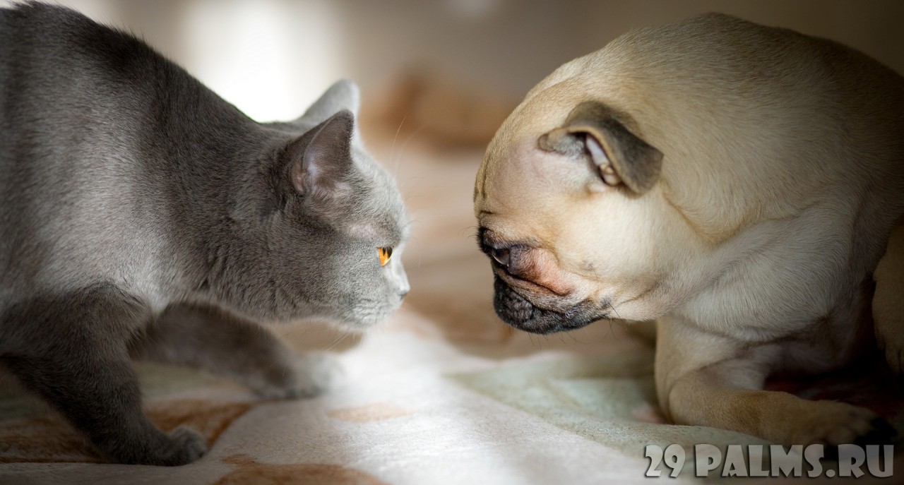 Как кошка с собакой. Часть 1 животные, коты, кошки, собаки, фото, юмор